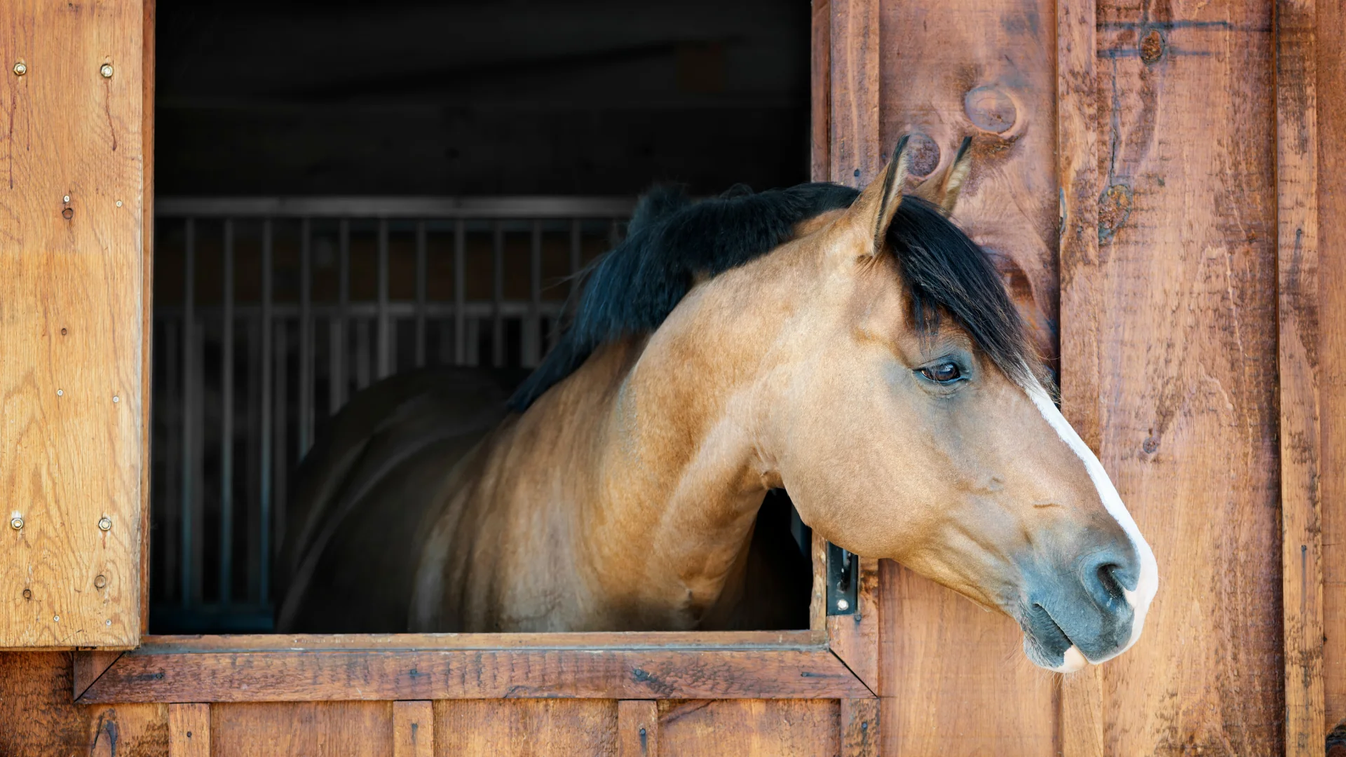A horse looking out over a wooden stall door